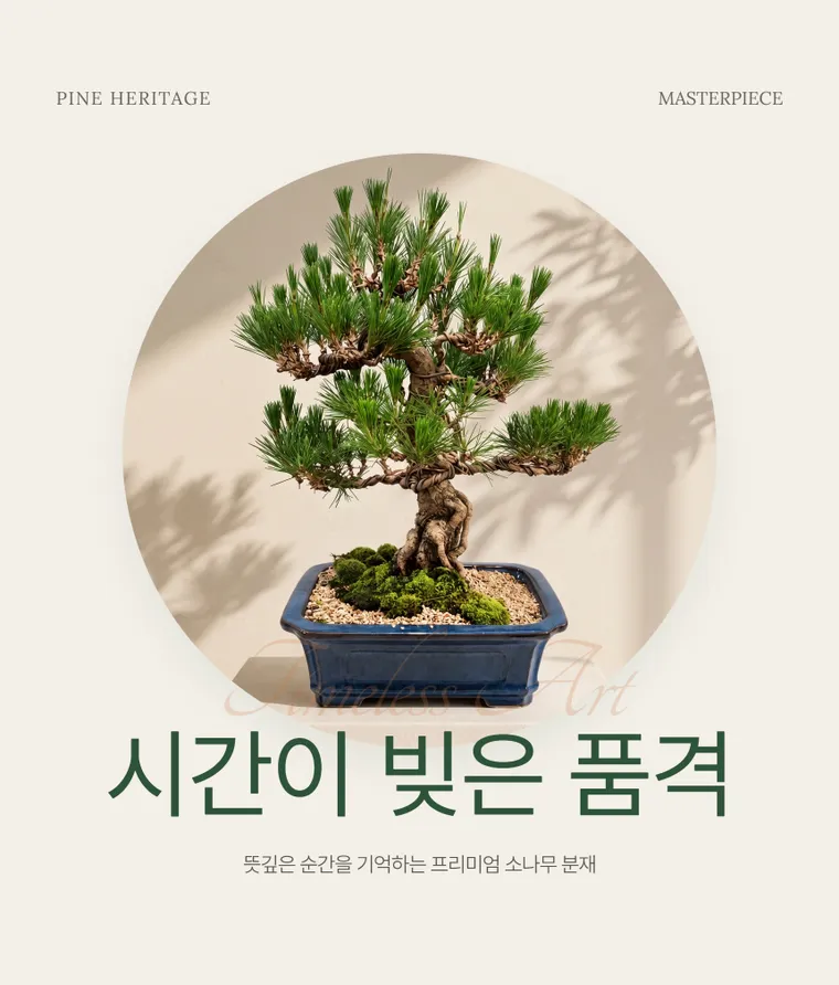 Bonsai thông C — Hình chi tiết