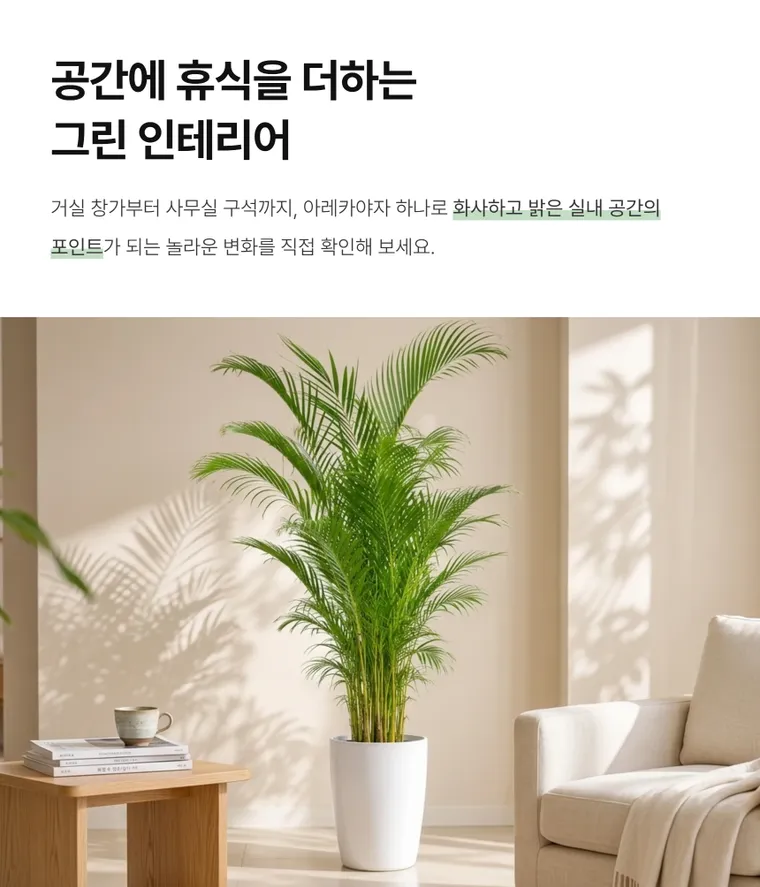 아레카야자 C — 상품 상세