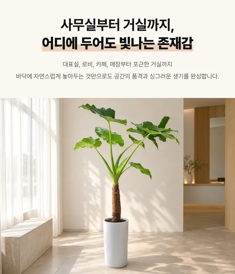 알로카시아 — 상품 상세
