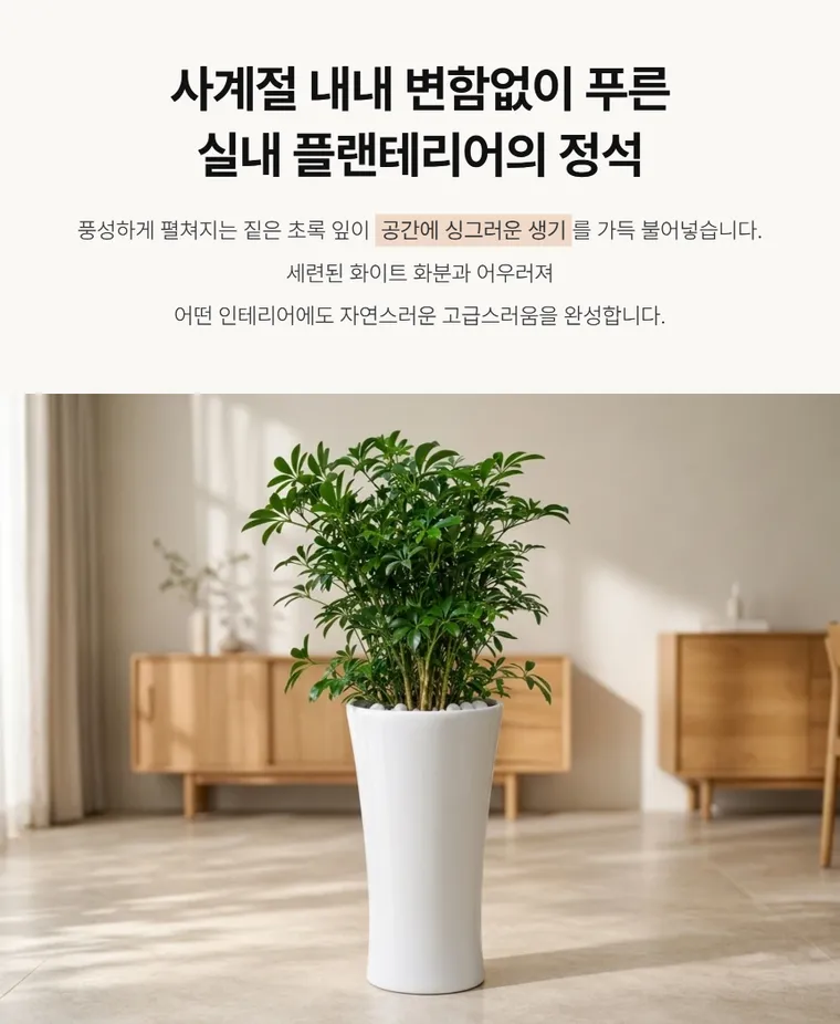 홍콩야자 — 상품 상세