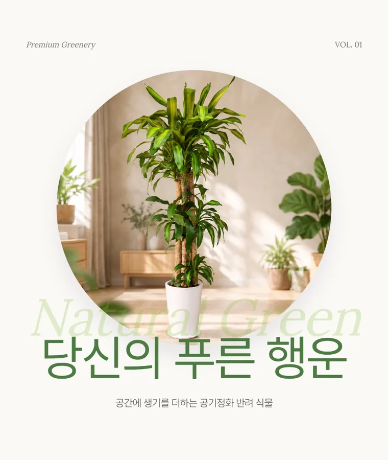 행운목 A — 상품 상세