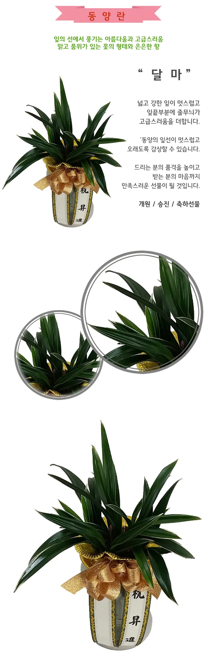 Dalma — Detail images