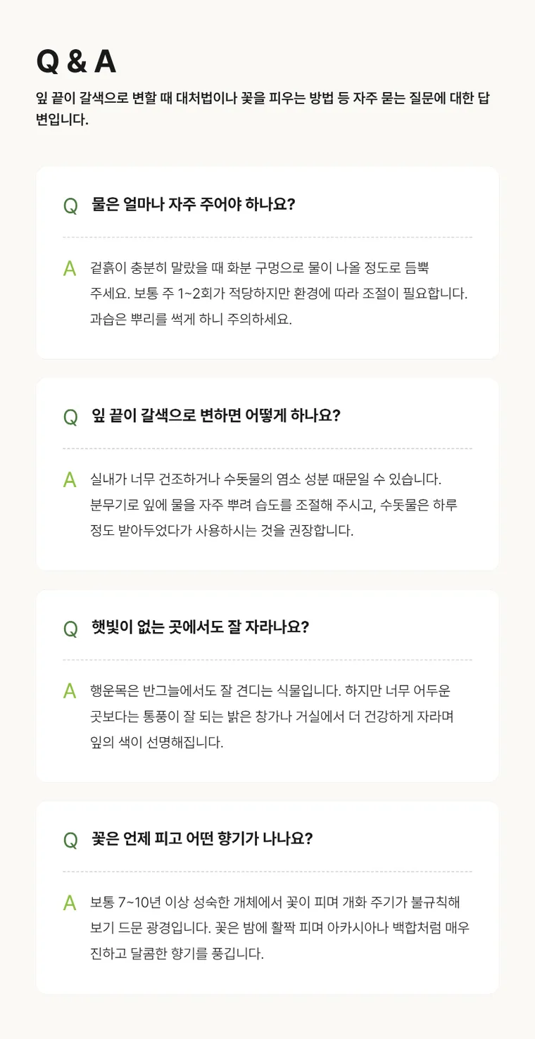 행운목 A — 상품 상세