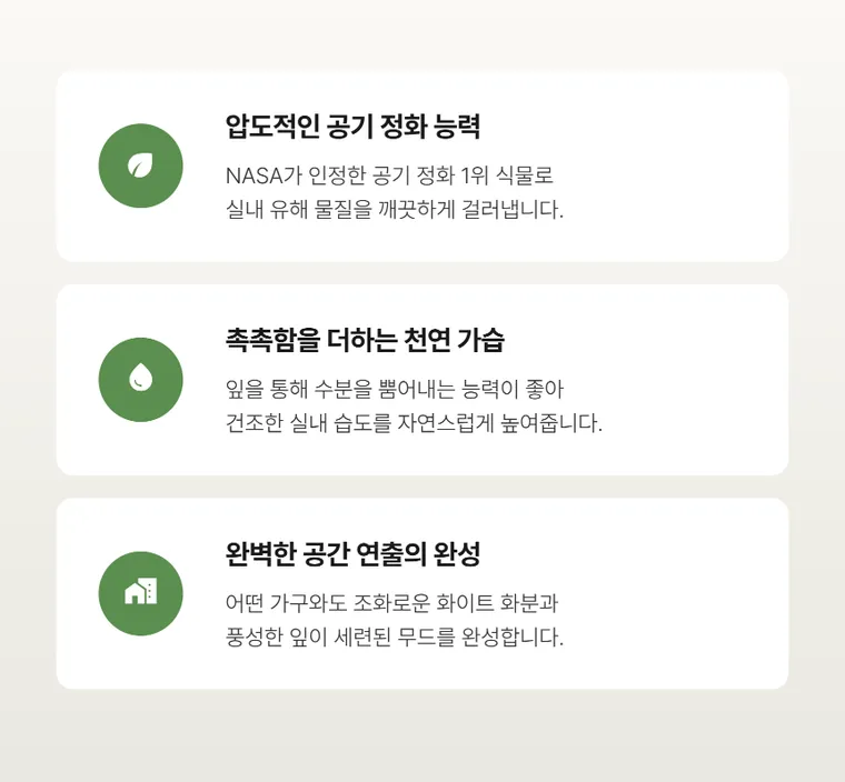 아레카야자 C — 상품 상세