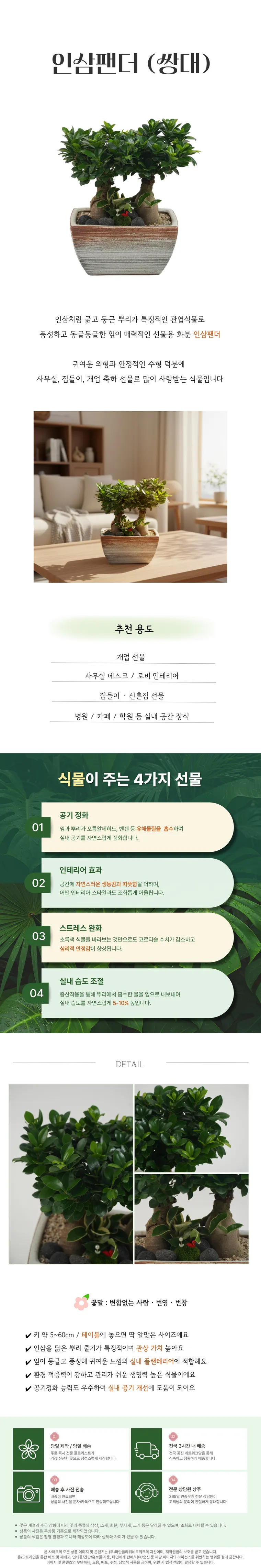 인삼팬더(쌍대) — 상품 상세