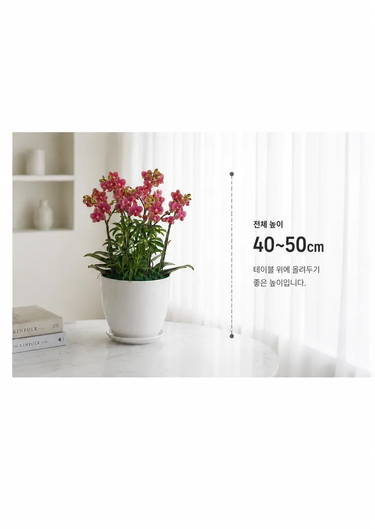Lan hồ điệp Golden Butterfly — Hình chi tiết