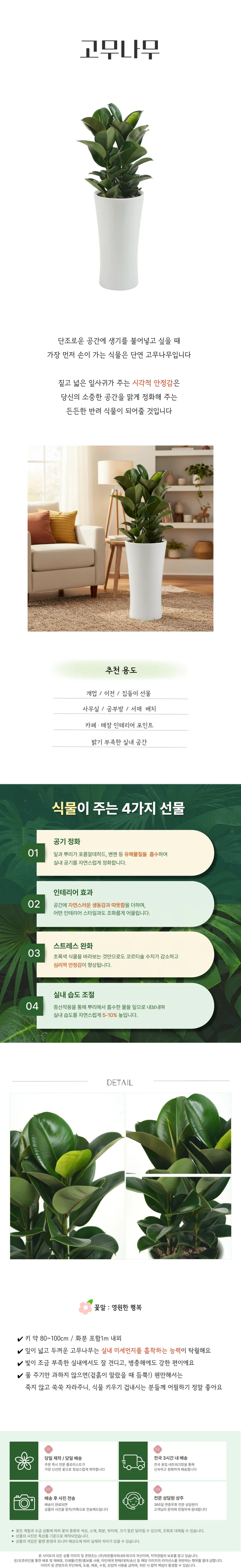 고무나무 — 상품 상세