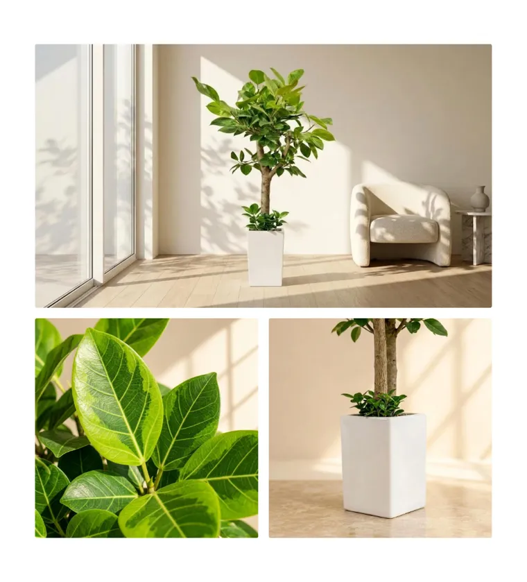 Bengal Fig — Detail images
