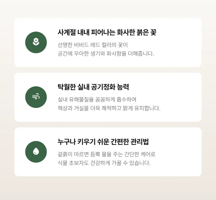 안시리움 T — 상품 상세