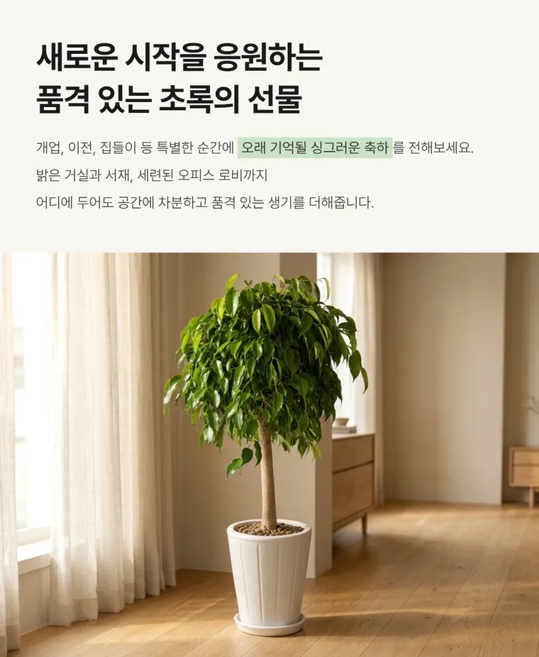 킹벤자민 B — 상품 상세