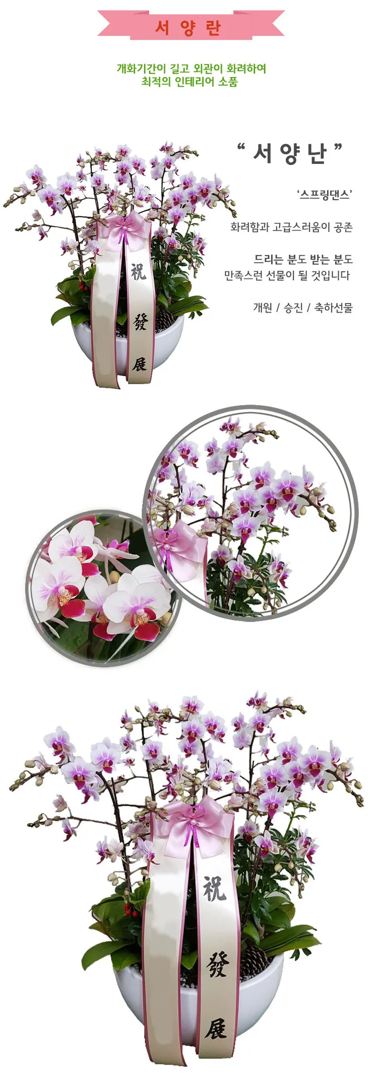 Lan hồ điệp Spring Dance — Hình chi tiết
