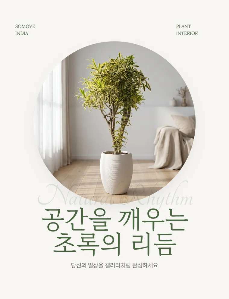 印度千年木 — 详情图