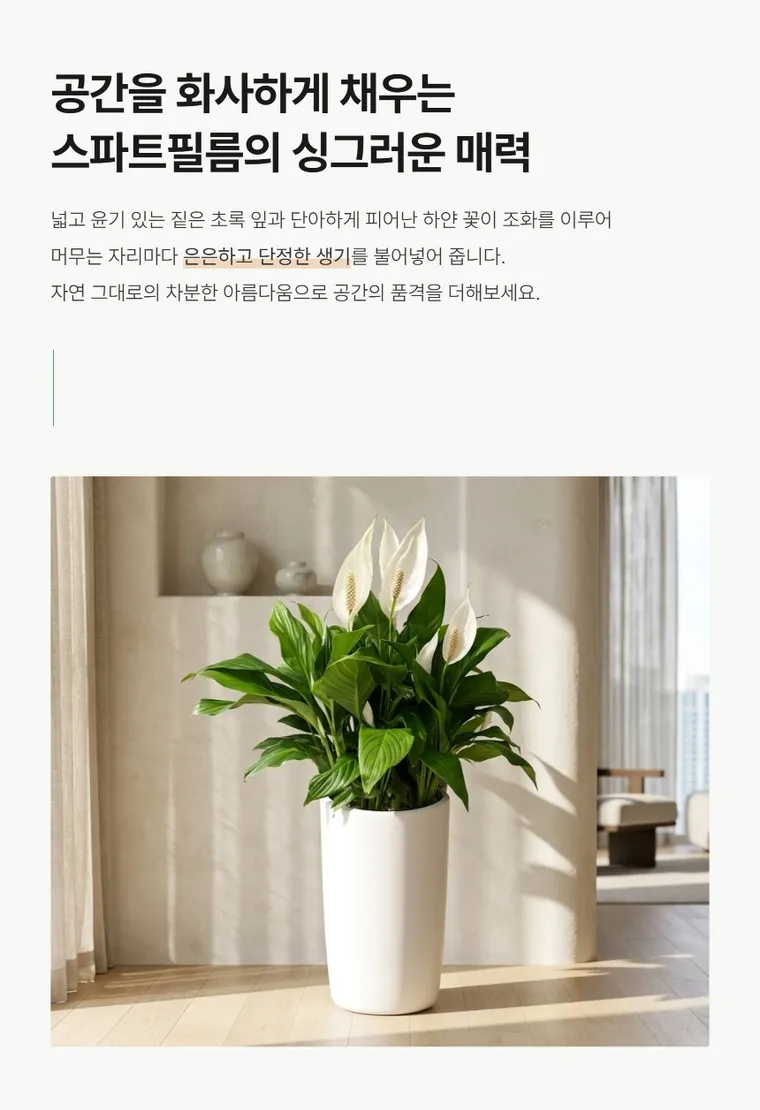 스파트필름 A — 상품 상세