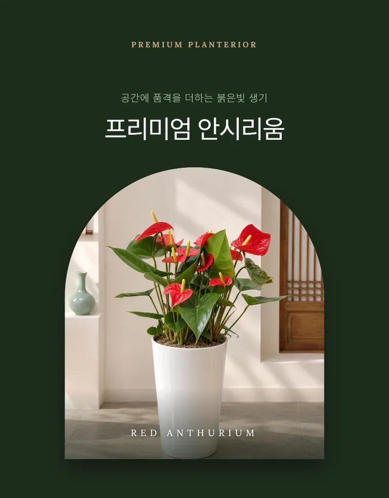 안시리움 A — 상품 상세