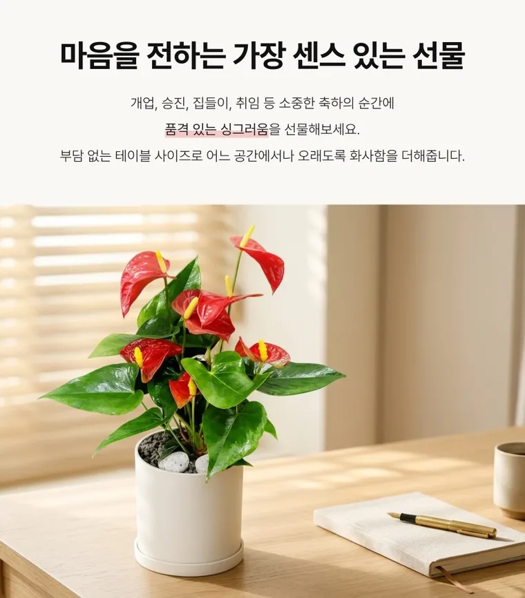 안시리움 T — 상품 상세
