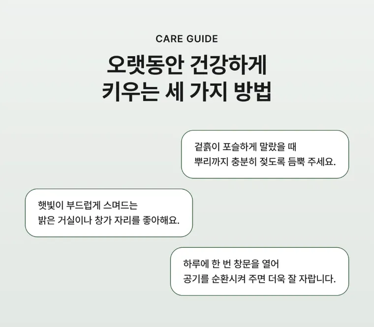 녹보수 C — 상품 상세