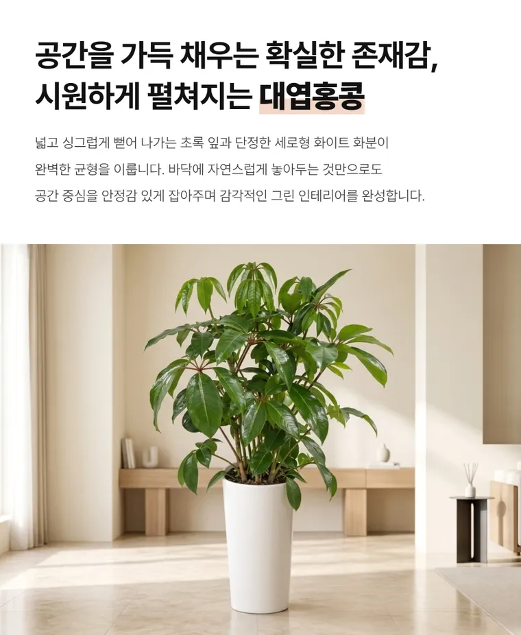 대엽홍콩 — 상품 상세