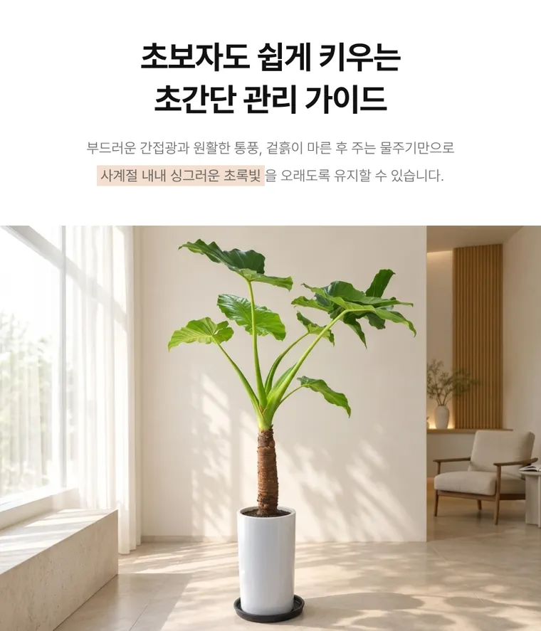알로카시아 — 상품 상세