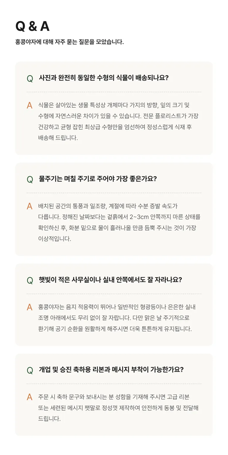 홍콩야자 — 상품 상세