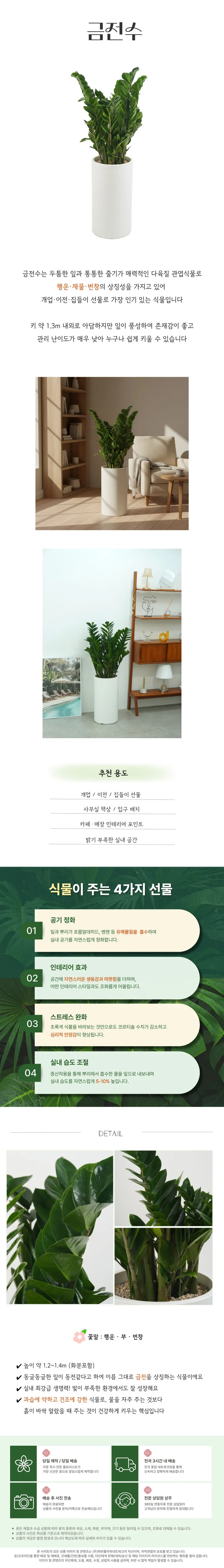 ZZ Plant — Detail images