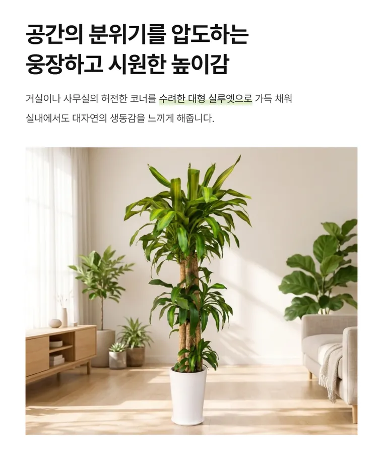 행운목 A — 상품 상세