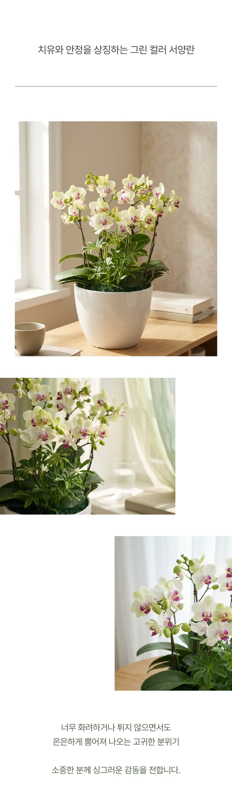 Lan hồ điệp Green Bear — Hình chi tiết