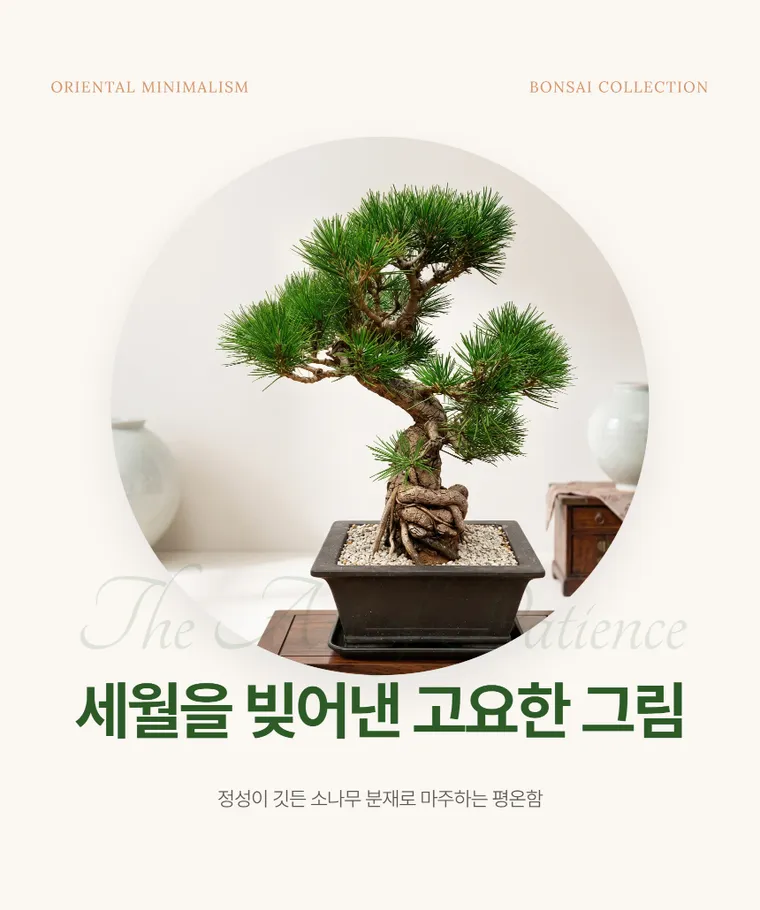 Pine Bonsai B — Detail images