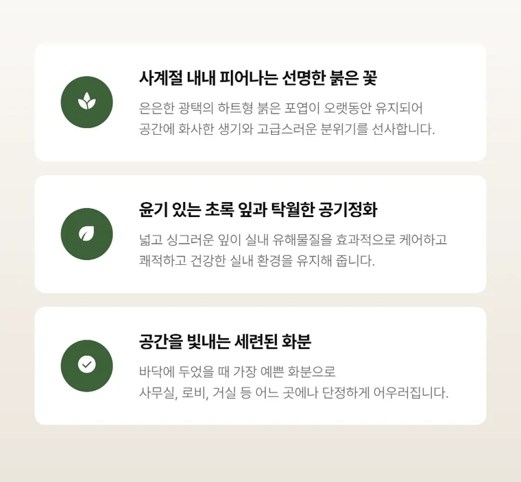안시리움 A — 상품 상세