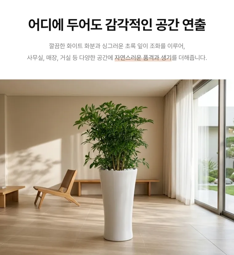 홍콩야자 — 상품 상세