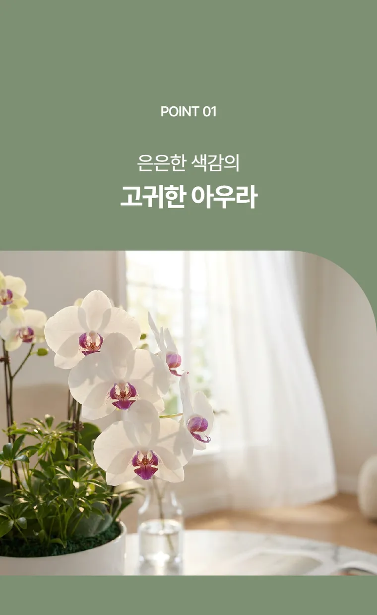 Lan hồ điệp Green Bear — Hình chi tiết