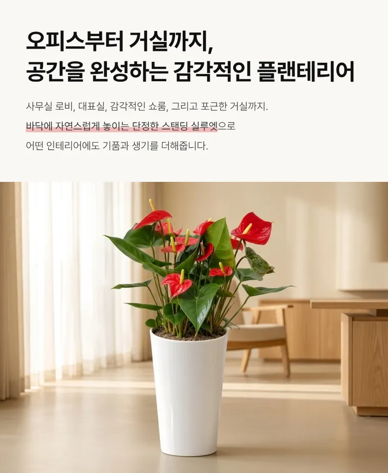 안시리움 A — 상품 상세