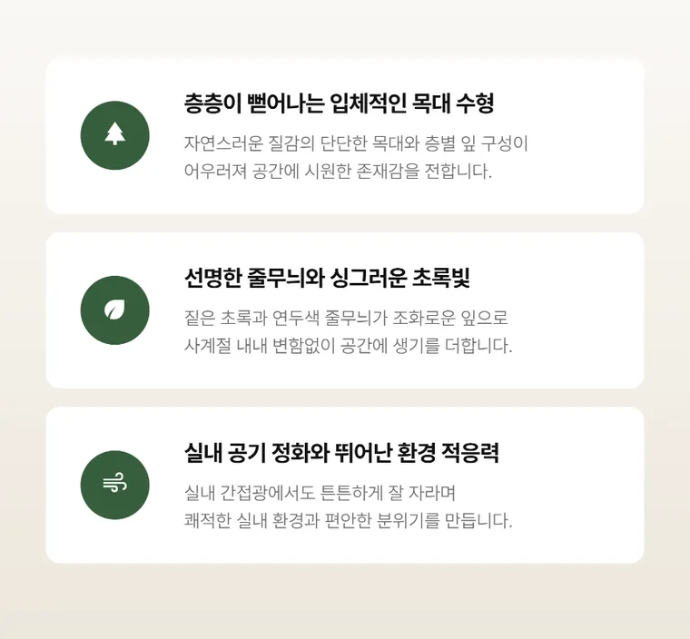 행운목 B — 상품 상세