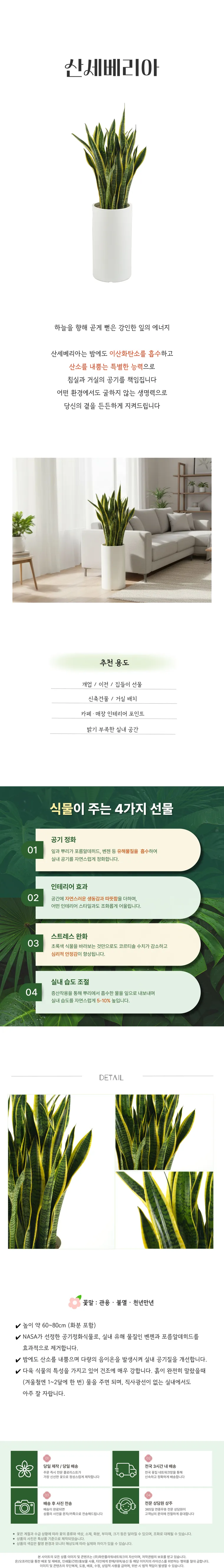 산세베리아 — 상품 상세