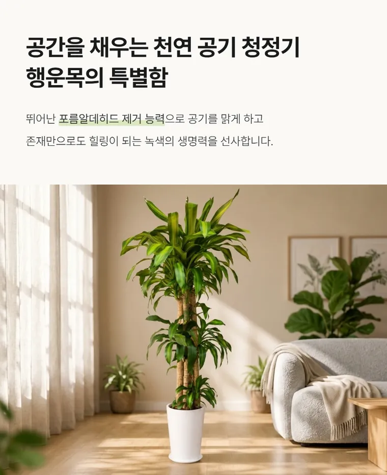 행운목 A — 상품 상세