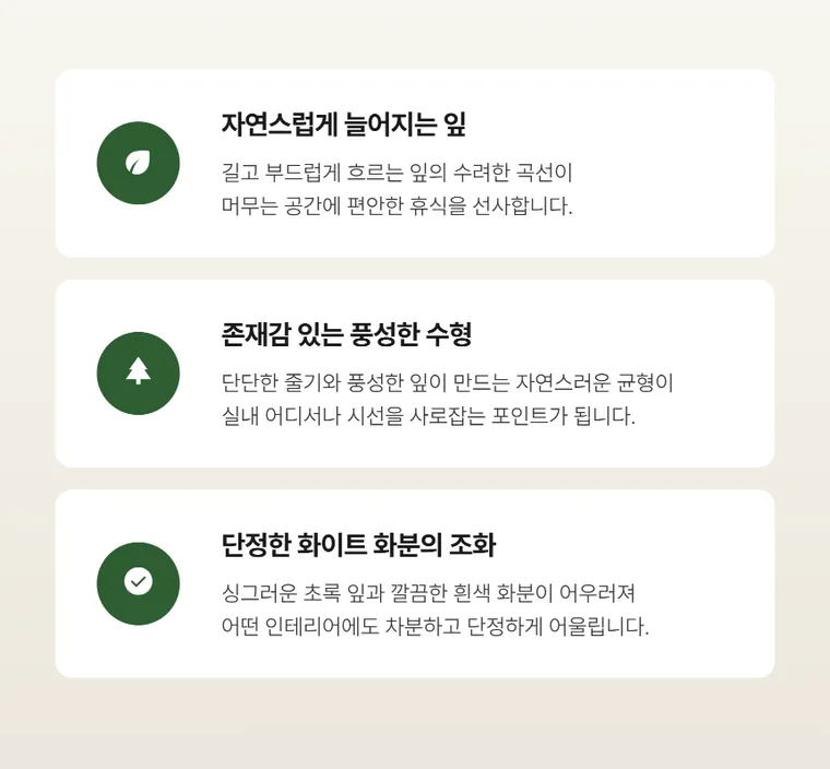 킹벤자민 B — 상품 상세