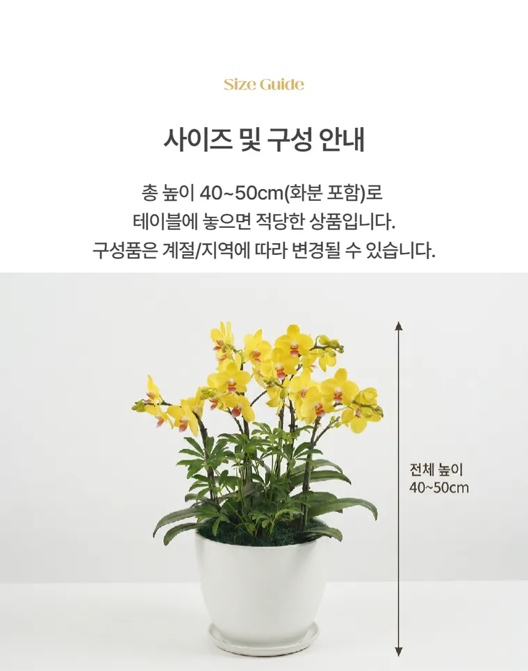 골든킹 — 상품 상세