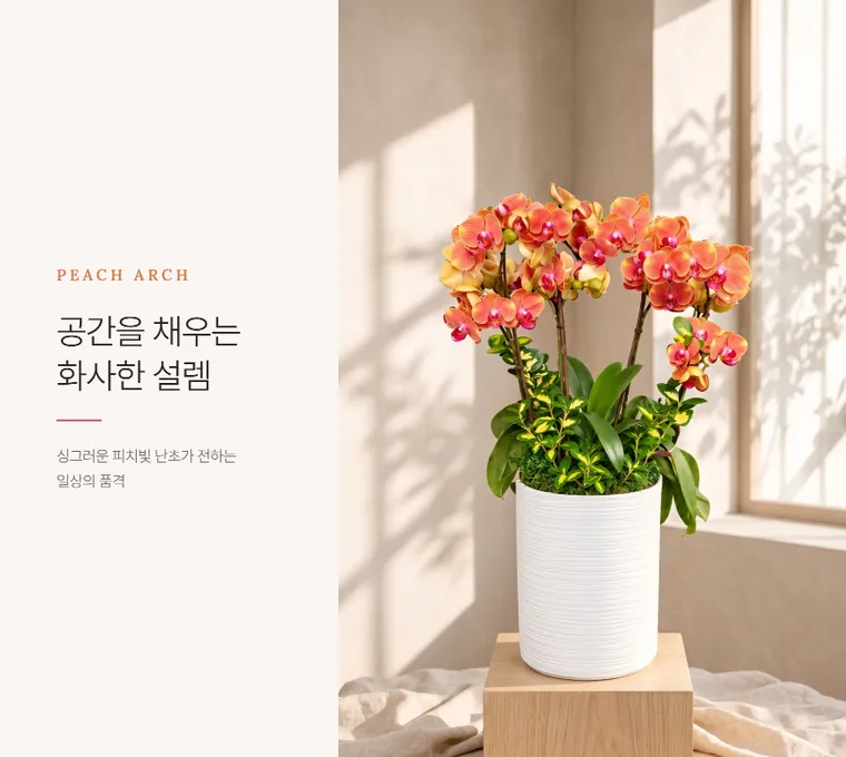 Lan hồ điệp Peach Arch — Hình chi tiết