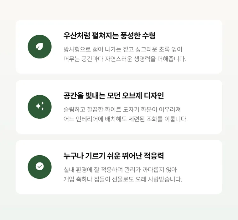 홍콩야자 — 상품 상세