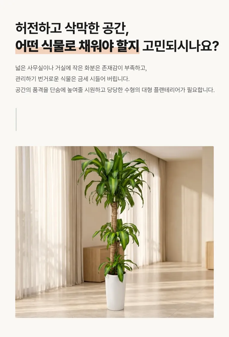 행운목 B — 상품 상세