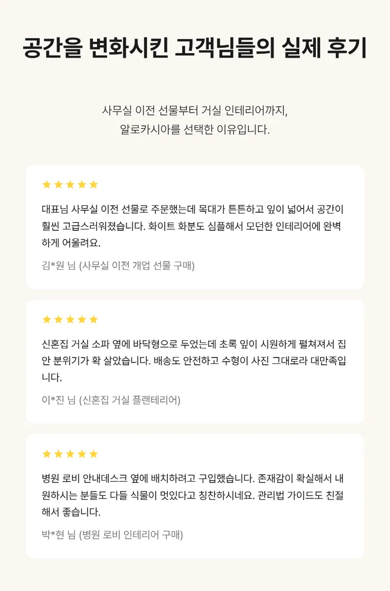 알로카시아 — 상품 상세