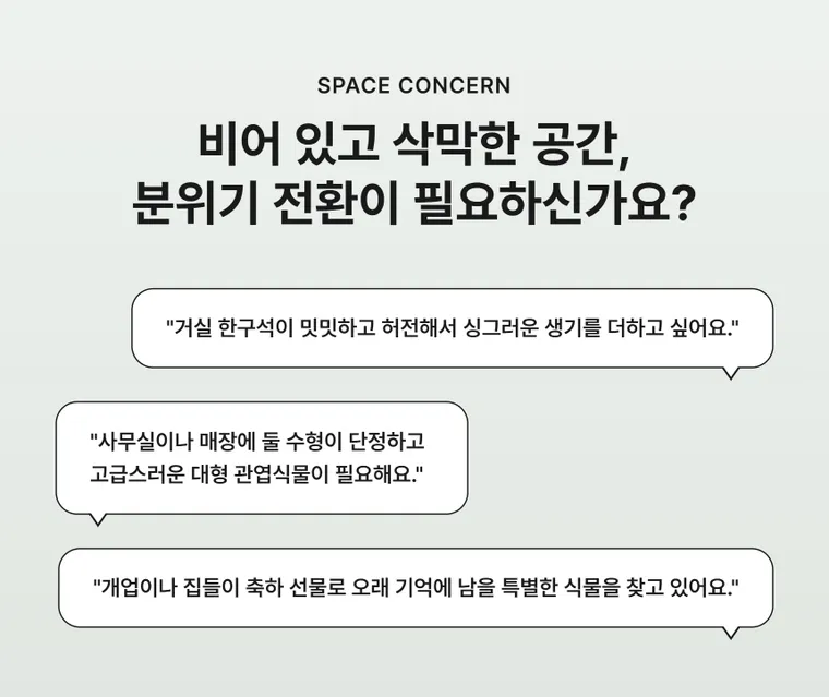 킹벤자민 B — 상품 상세