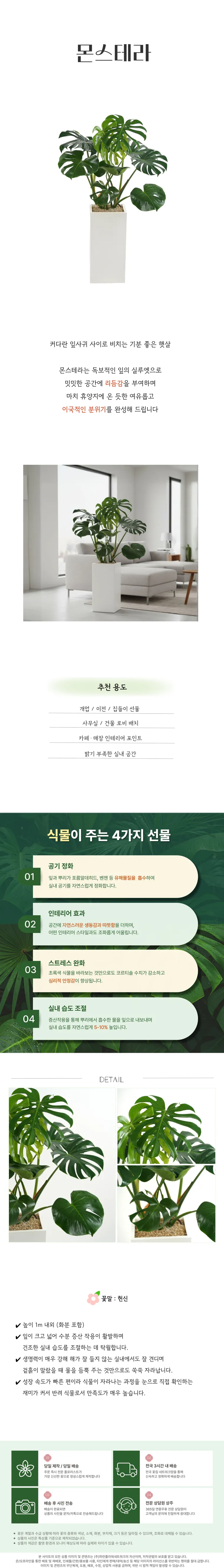 몬스테라 — 상품 상세