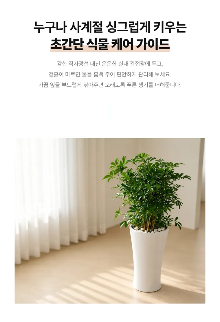 홍콩야자 — 상품 상세