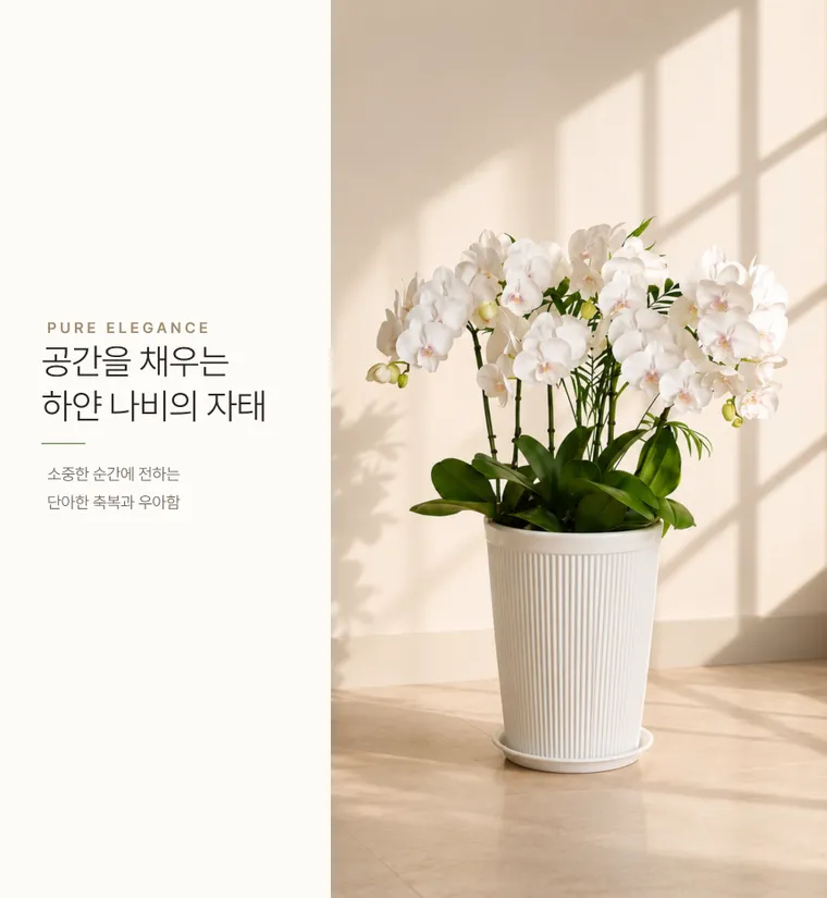 蝴蝶兰（白花） — 详情图