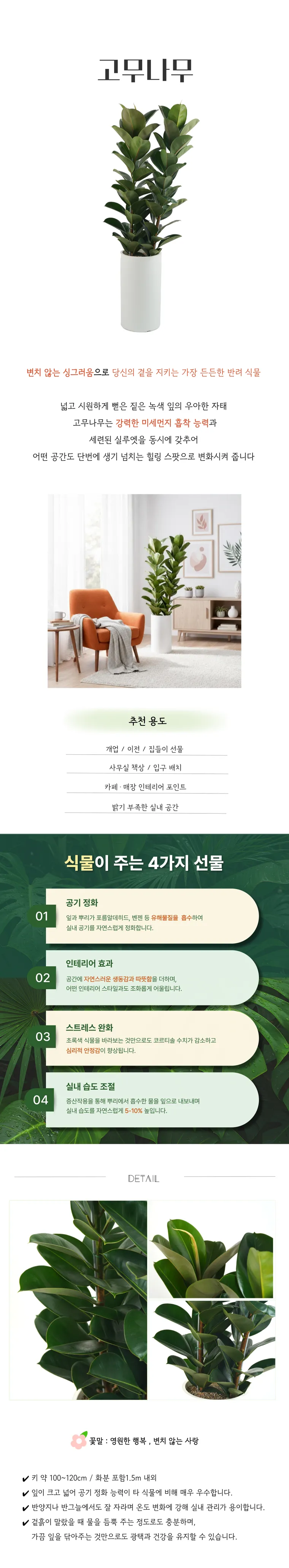 고무나무 — 상품 상세