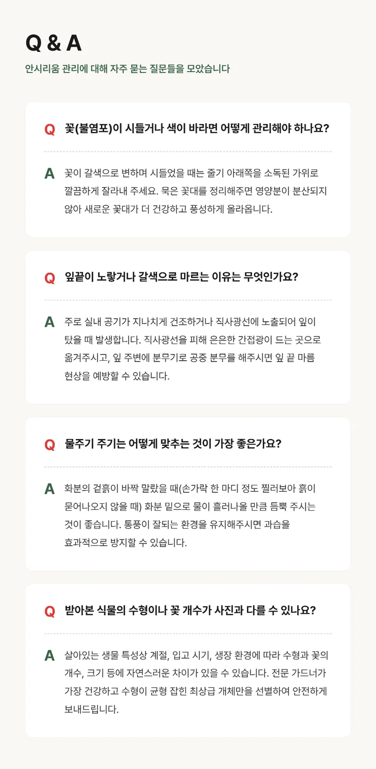 안시리움 T — 상품 상세