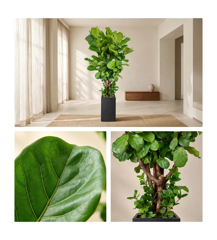 Cây bàng Singapore A — Hình chi tiết