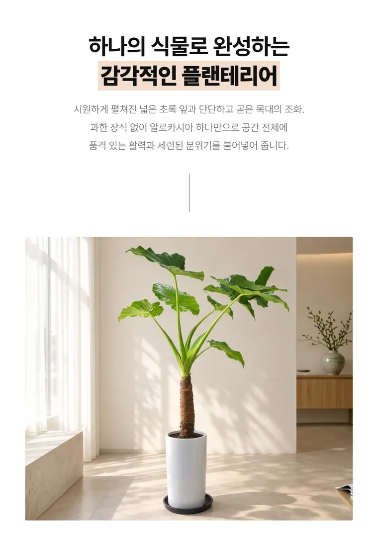 알로카시아 — 상품 상세