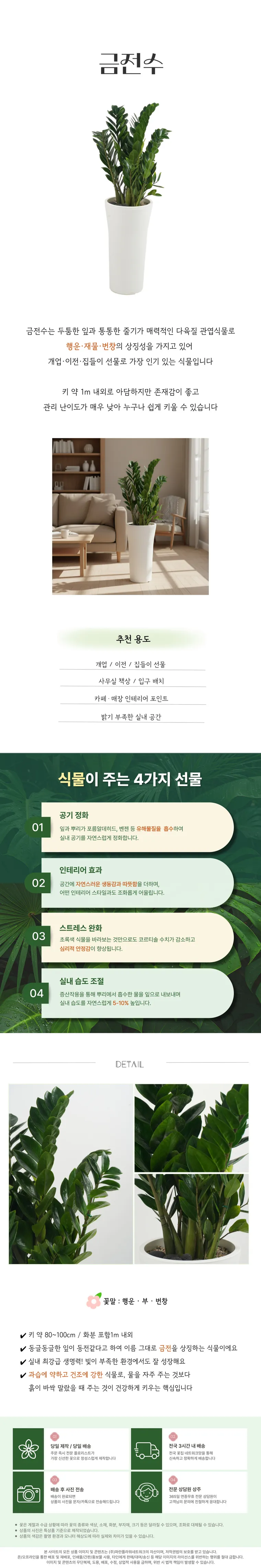 금전수 — 상품 상세