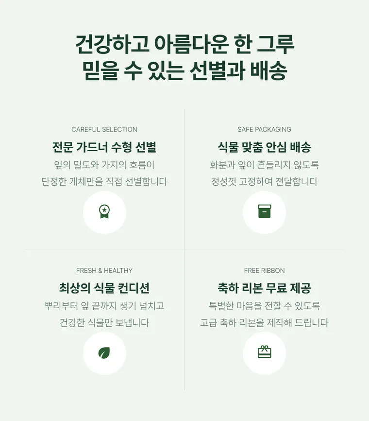 킹벤자민 B — 상품 상세
